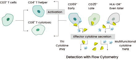 Different T cell phenotypes are profiled for the expression of 3 activation markers: CD69 (early), CD25 (late), and HLA-DR (even later). The 2 effector cytokines (IFNγ and TNFα) are also quantified using sandwich ELISA.
