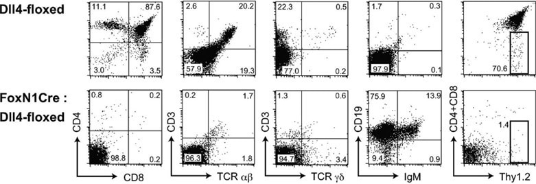 No T cells, but aberrant B cell accumulation, in the thymus with Dll4-null epithelial cells