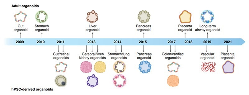 Organoid discovery of their corresponding organs through the years.