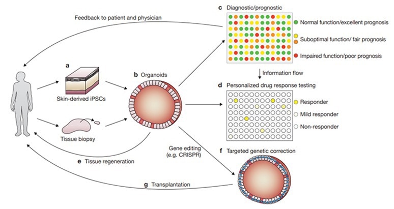 Various applications of organoids for disease research, drug development, and personalized medicine