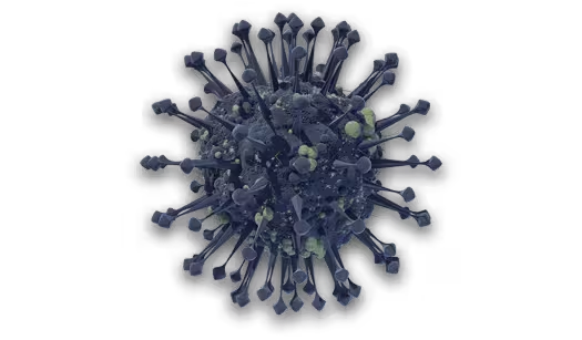 Adeno-associated virus characterization