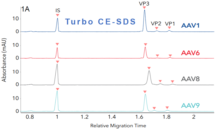 Identifying different AAV serotypes with Maurice CE-SDS. Four different AAV serotypes were analyzed with A. Turbo CE-SDS and B. CE-SDS PLUS cartridges. FIGURES 1A and 1B show stacked profiles of the four serotypes (AAV1, 6, 8 and AAV9) resulting from each cartridge