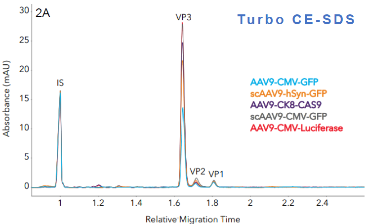 Measuring the capsid protein ratio of AAVs with Maurice CE-SDS. Five AAV samples with different transgenes were analyzed with A. Turbo CE-SDS and B. CE-SDS PLUS. Different sample profiles were clearly captured by both methods, from which the respective capsid protein ratios were measured. In both cases, the peak profiles and viral protein ratios remain comparable.