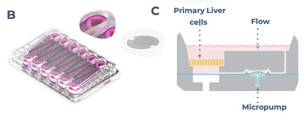 The PhysioMimix OOC enables the generation of 3D human liver microtissues, functional for up to four weeks. A) The liver in vitro model is generated by the PhysioMimix OOC Microphysiological System, which uses open well-plates designed for the culture of primary liver cells in 3D in an engineered scaffold. B) Schematic representation of a PhysioMimix Multi-chip Liver plate, which features an open-well design for the coculture of PHHs and HKCs in 3D on an engineered scaffold. C) Cross-section of a well indicating the scaffold and fluidic flow perfusion of 3D liver microtissues by micropumps. D) Phase contrast microscopy (10x and 20x) and immunofluorescence (IF) labeling of 3D liver microtissues generated by coculturing PHHs and HKCs in the Liver MPS for assessing DILI. To visualize the HKCs, prior to seeding HKCs were transduced with an adenoviral vector expressing eGFP. Representative photomicrographs are shown. The transduction and imaging were performed as a standalone experiment to demonstrate cell localization. HKCs cells are pre-validated in-house prior to use in experimental cell culture, and must have low levels of post-thaw activation; this is assessed by measuring biomarkers IL-6 and TNF-α.