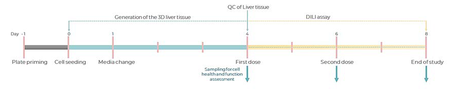 Experimental timeline of a standard DILI assay in the PhysioMimix Multi-chip Liver plate.