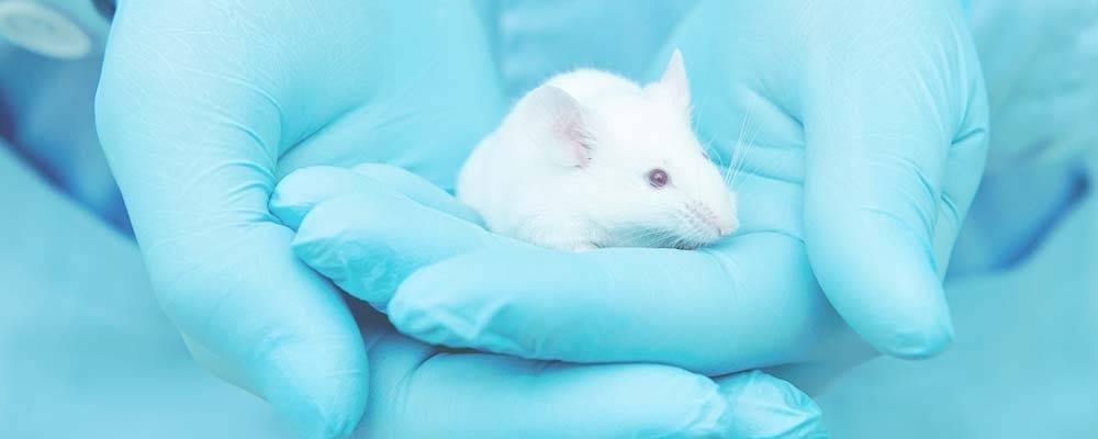Could OOC technology replace the use of animals in research?