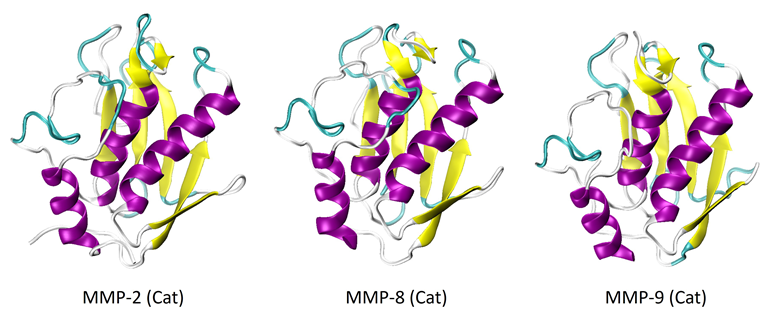 X-ray crystal structures of the catalytic domains of MMP-2 (PDB: 1QIB), MMP-8 (PDB: 2OY4), and MMP-9 (PDB: 1GKC).