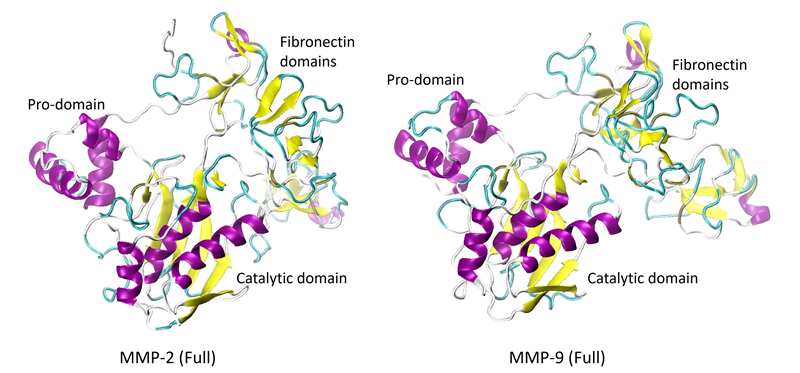 X-ray crystal structures of the full-length proenzymes of MMP-2 (PDB: 1CK7) and MMP-9 (PDB: 1L6J). The C-terminal hemopexin-like domain is not shown.