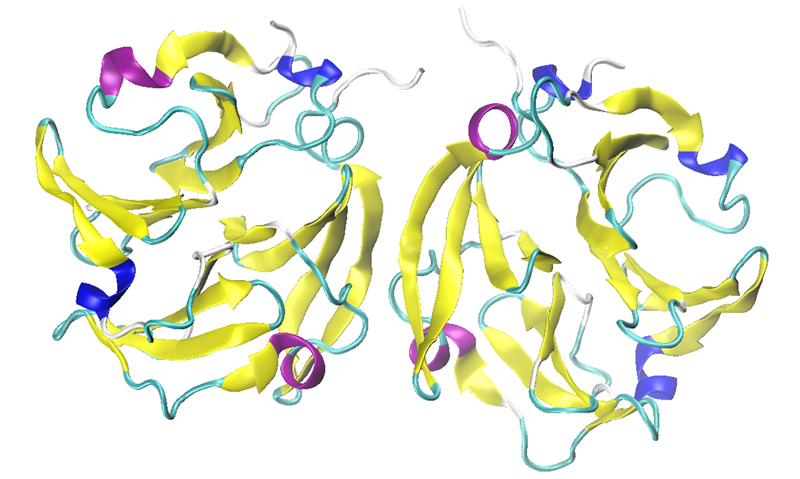 The hemopexin-like domain of MMP-9 in dimeric form (PDB: 1ITV).