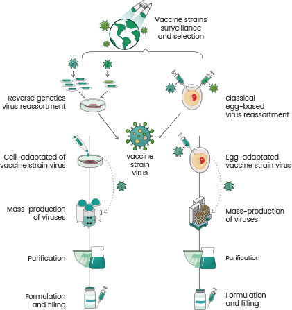 Basic Process of Influenza Vaccine Manufacturing (doi: 10.1186/s12929-020-0626-6).