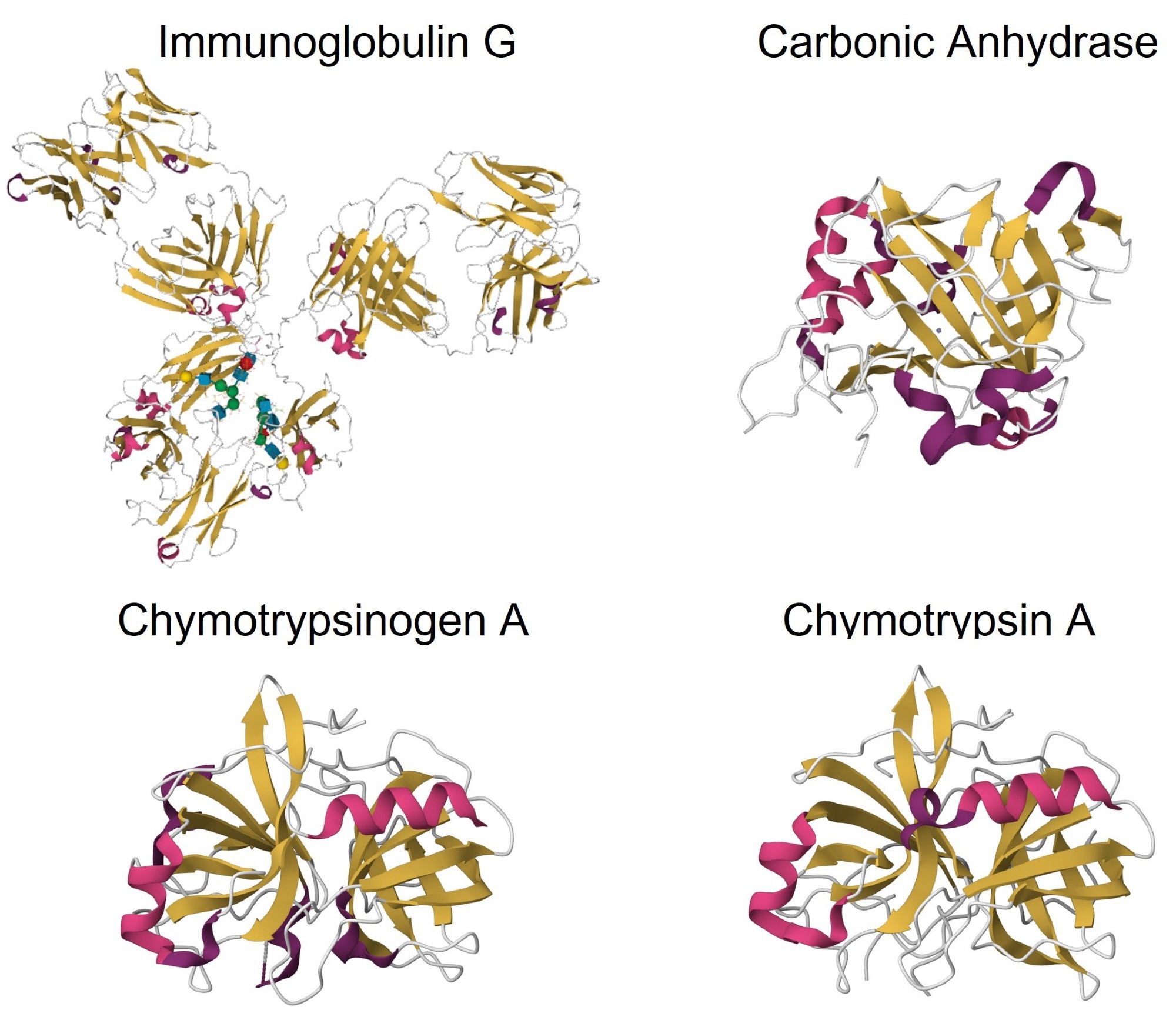 Crystal structures of β-sheet-rich proteins: IgG (PDB: 5DK3), carbonic anhydrase (PDB: 1V9E), chymotrypsinogen A (PDB: 2CGA), and chymotrypsin A (PDB: 4CHA).