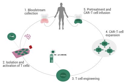 Integrated CAR-T cell therapy development: From discovery to clinical-ready solutions