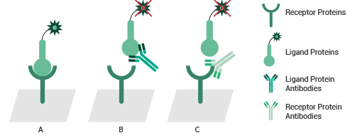 Test neutralizing/blocking activity of antibodies by ELISA-binding assay. A. In the absence of neutralizing antibodies, the ligand binds to the receptor and the signal is detected. B and C: After adding neutralizing antibodies, the ligand cannot bind to the receptor, so no signal is detected. Neutralizing antibodies can target either the receptor (B) or the ligand (C).