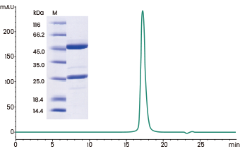SDS-PAGE purity >96% and SEC-HPLC purity >98.77%.