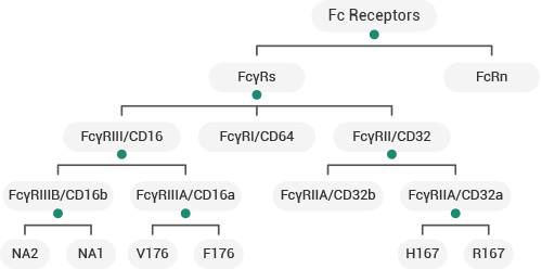 Human FcγRs/FcRn Products.