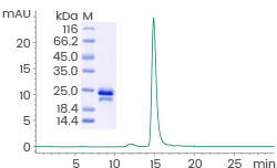 ≥ 95% as determined by SDS-PAGE and SEC-HPLC.