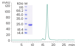 ≥ 95% as determined by SDS-PAGE and SEC-HPLC.