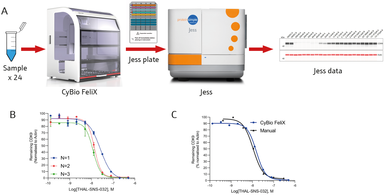 (A) Schematic of the PROTAC assay. Samples with protein concentrations determined in section 2 were prepared for Jess analysis. CyBio FeliX uses protein quantification data to normalize sample protein concentrations. Triplicate analysis of SNS-THAL-032 mediated CDK9 degradation demonstrates reproducibility of the automated setup (B); its quality is identical to manual processing (C)