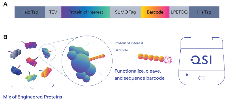 Design, generation, and sequencing workflow of barcoded protein libraries. (A) Schematic of barcode construct design, which includes a HaloTag for capturing on magnetic beads, TEV protease site to cleave the protein of interest with the barcode, a SUMO tag to specifically recover barcodes, a Sortase A recognition motif (LPETGG) for the enzymatic ligation of GGG-N3 peptide onto barcodes, and the His tag used for Ni-NTA/Talon purification of barcoded protein with all the tags. (B) Schematic representation of the generation of barcoded protein libraries. Barcoded protein libraries are expressed in vitro or in vivo and subject to screening or selection. Barcodes are then cleaved and conjugated to K-linker before sequencing on Platinum.