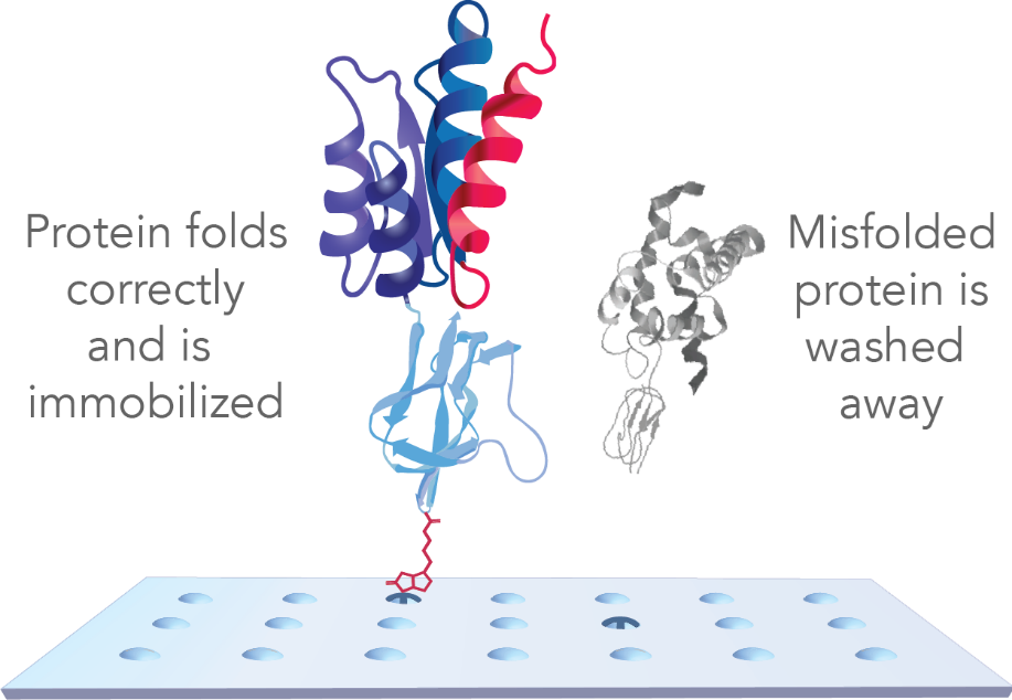 Protein array for antibody profiling. With KREX technology, every protein is tagged with a biotin carboxy carrier protein (BCCP) that binds to biotin only when correctly folded. The proteins are then anchored to the array surface through a stable biotin-streptavidin bond. Misfolded proteins result in a BCCP that cannot bind to biotin, and are consequently washed away and removed from further analysis