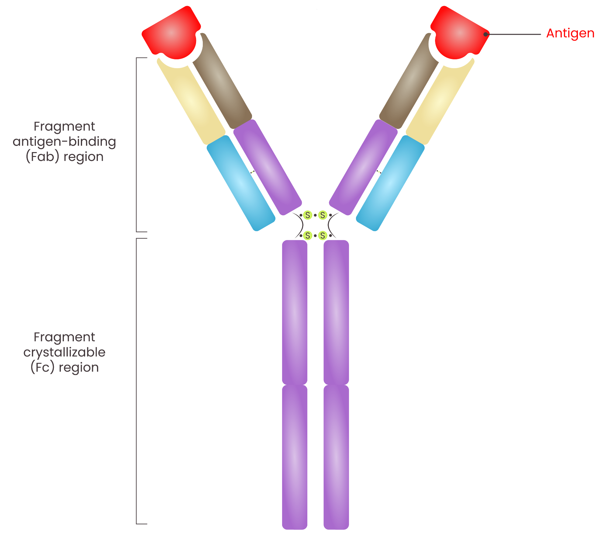 Structure of an IgG Antibody. The Fab region binds to antigens, allowing each antibody to bind to two identical antigens simultaneously. S = disulfide bonds.