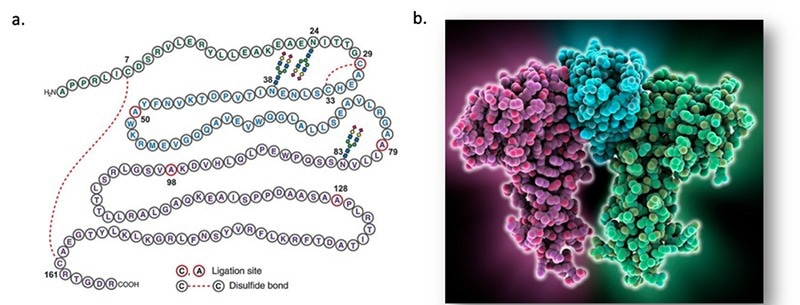 The structure of human EPO. a, the primary structure of EPO. b, the 3D structure of EPO.