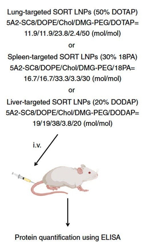 Scheme for mRNA delivery of secreted proteins in vivo.