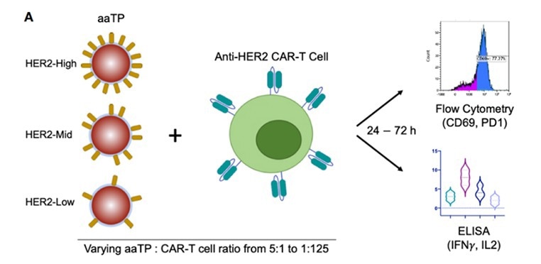 Using specific antigen-coupled magnetic beads for CAR-T cell enrichment.
