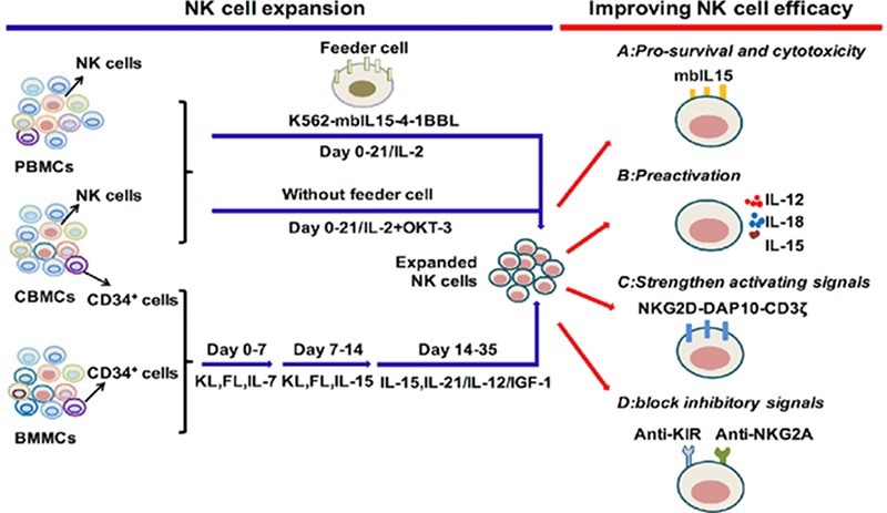 Cytokine regulation of NK cell expansion and cytotoxicity.