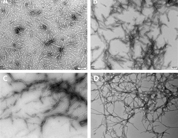 Understanding tau PFFs and alpha-synuclein PFFs