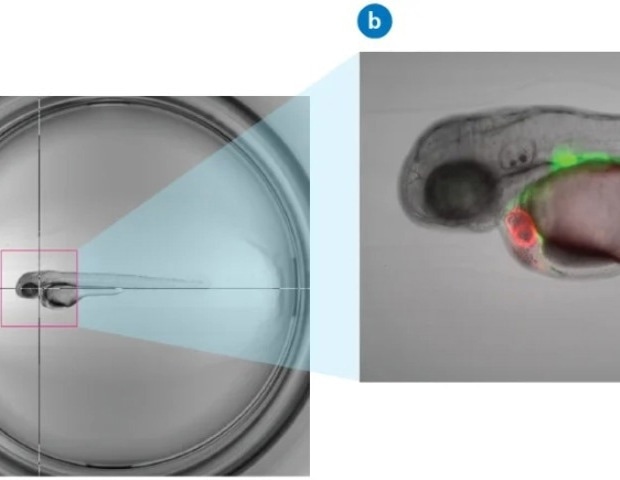 Boost high-content screening with supervised feedback microscopy