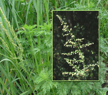 The leaves of Artemisia annua, the sweet wormwood tree, are the source of artemisinin. Although lethal to all known strains of malaria, the drug is produced in small quantities; extracting it from the leaves is an expensive process. Source: www.lbl.gov