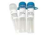 ClonExpress Ultra One Step Cloning Kit for DNA cloning (C115)
