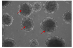 Research cytokines for stem cells