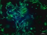 TissueFab®–GelMA-Vis for 3D bioprinting applications
