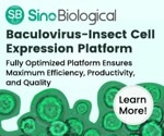 Baculovirus–insect cell expression system for protein delivery