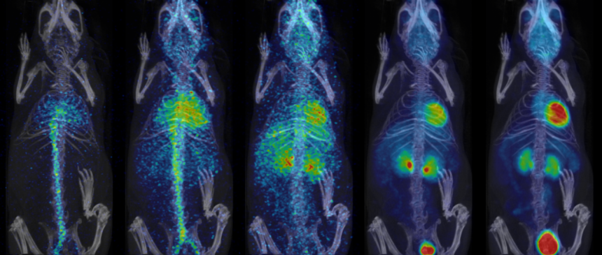 Dynamic 18FDG/PET scan in healthy mouse acquired in LM, reconstructed with variable intervals, and displaying myocardium and blood.