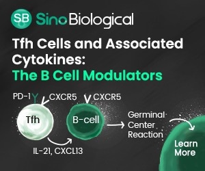 T follicular helper cells and associated cytokines for B cell modulation