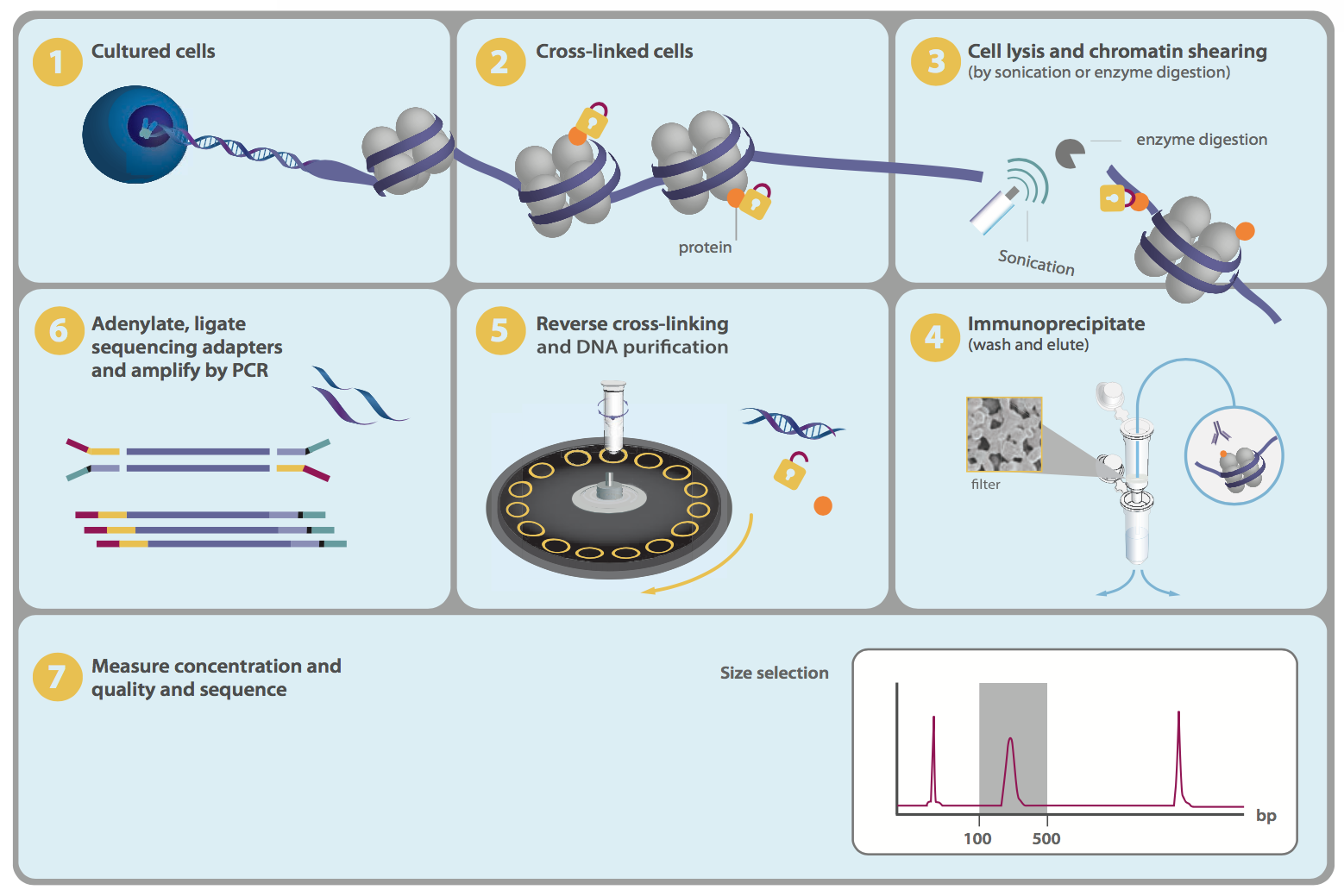 ChIP Sequencing kit for qPCR and next-generation sequencing