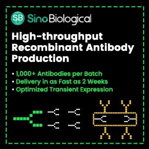 High-throughput antibody development and production