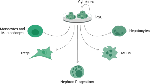 Induced pluripotent stem cell (iPSC) cytokines