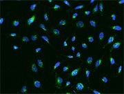 Immunofluorescence staining of IGFBP7 in HeLa cells.