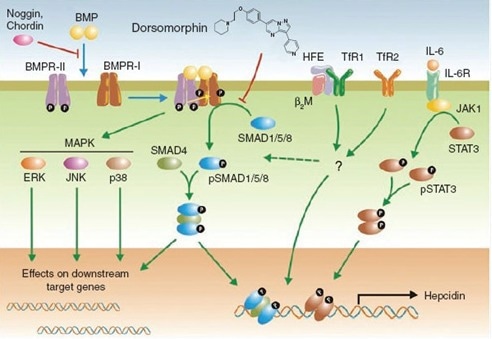 BMPR Signaling pathway.