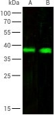 Daudi Whole Cell (A) and THP1 Whole Cell (B) Lysate probed with anti-CD32b rabbit monoclonal antibody.