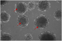 Human vascular organoids derived from iPSCs were cultured using FGF2, VEGFA, and EGF. The vascular organoids are indicated by red arrows.