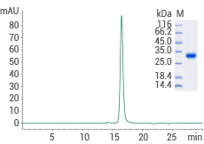 High-purity: ≥ 95 % as determined by SDS-PAGE & SEC-HPLC.