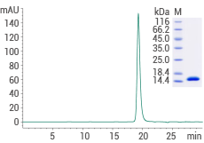 High-purity: ≥ 95 % as determined by SDS-PAGE & SEC-HPLC.