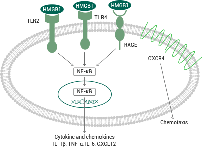 Interaction of HMGB1 with cell surface receptors.