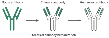 Antibody humanization with high sequence homology