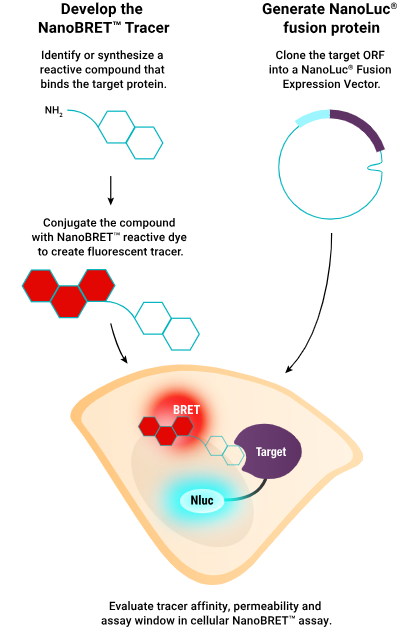 NanoBRET™ Target Engagement for drug development